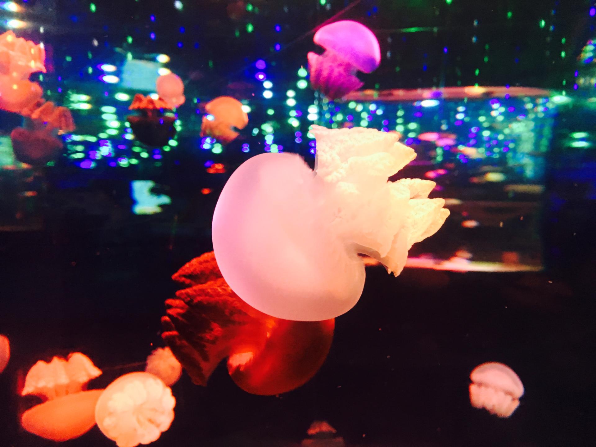 2018年11月广州正佳极地海洋世界门票买1送1活动介绍 打折优惠 第3张 2018年11月广州正佳极地海洋世界门票买1送1活动介绍 打折优惠 第3张