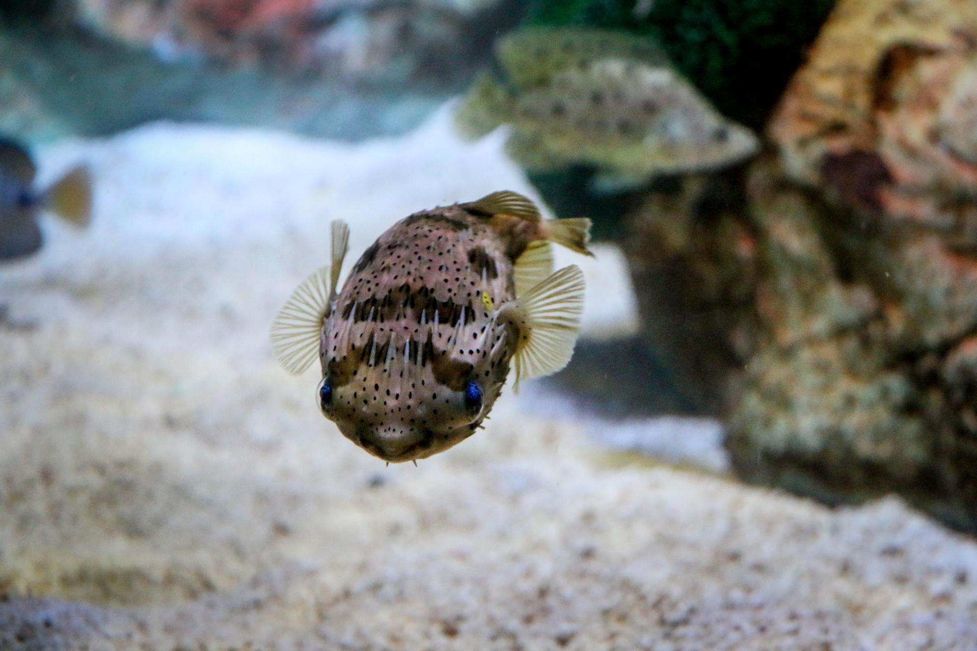 2018年11月广州正佳极地海洋世界门票买1送1活动介绍 打折优惠 第4张 2018年11月广州正佳极地海洋世界门票买1送1活动介绍 打折优惠 第4张