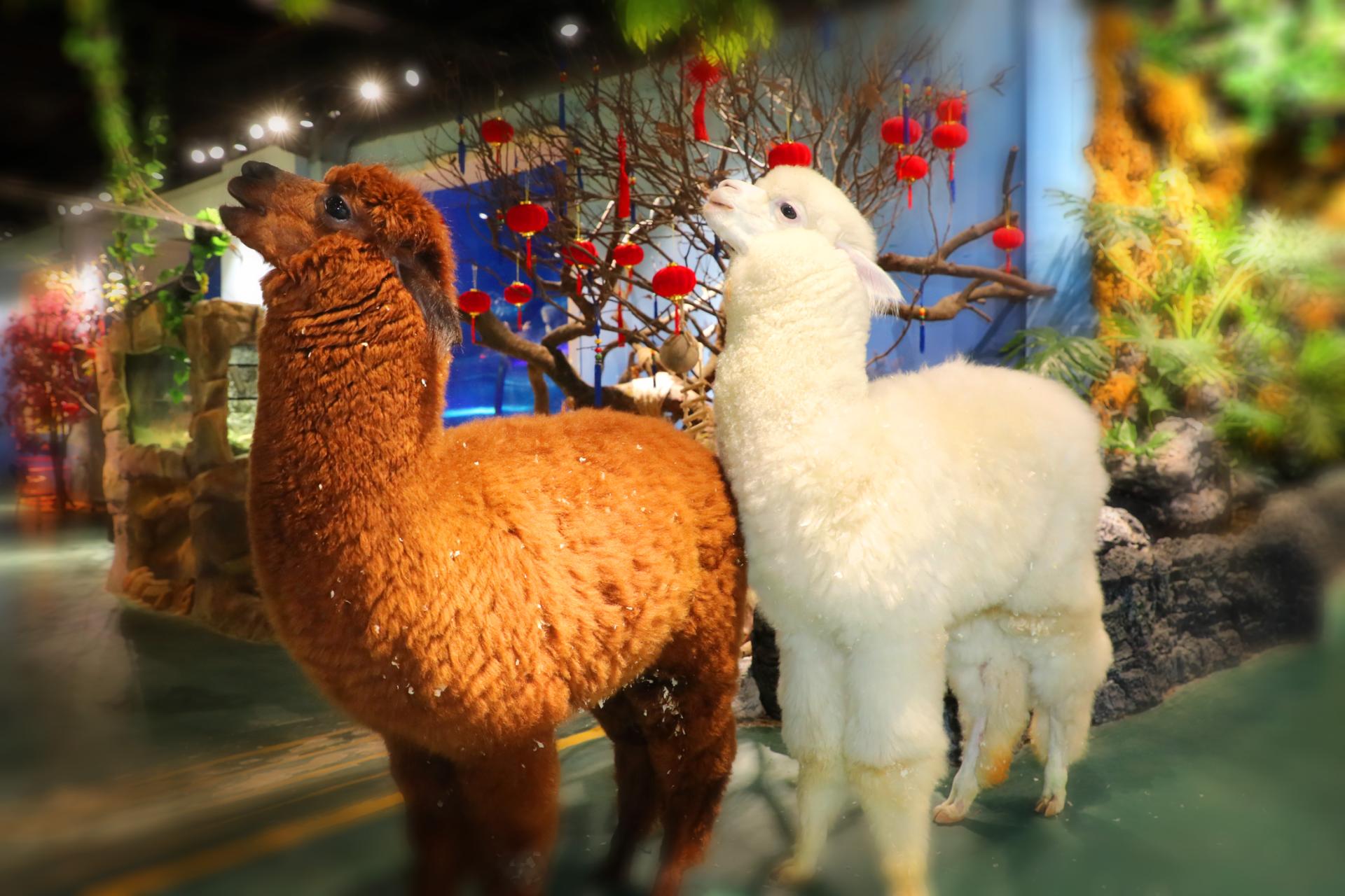 2018年11月广州正佳极地海洋世界门票买1送1活动介绍 打折优惠 第7张 2018年11月广州正佳极地海洋世界门票买1送1活动介绍 打折优惠 第7张