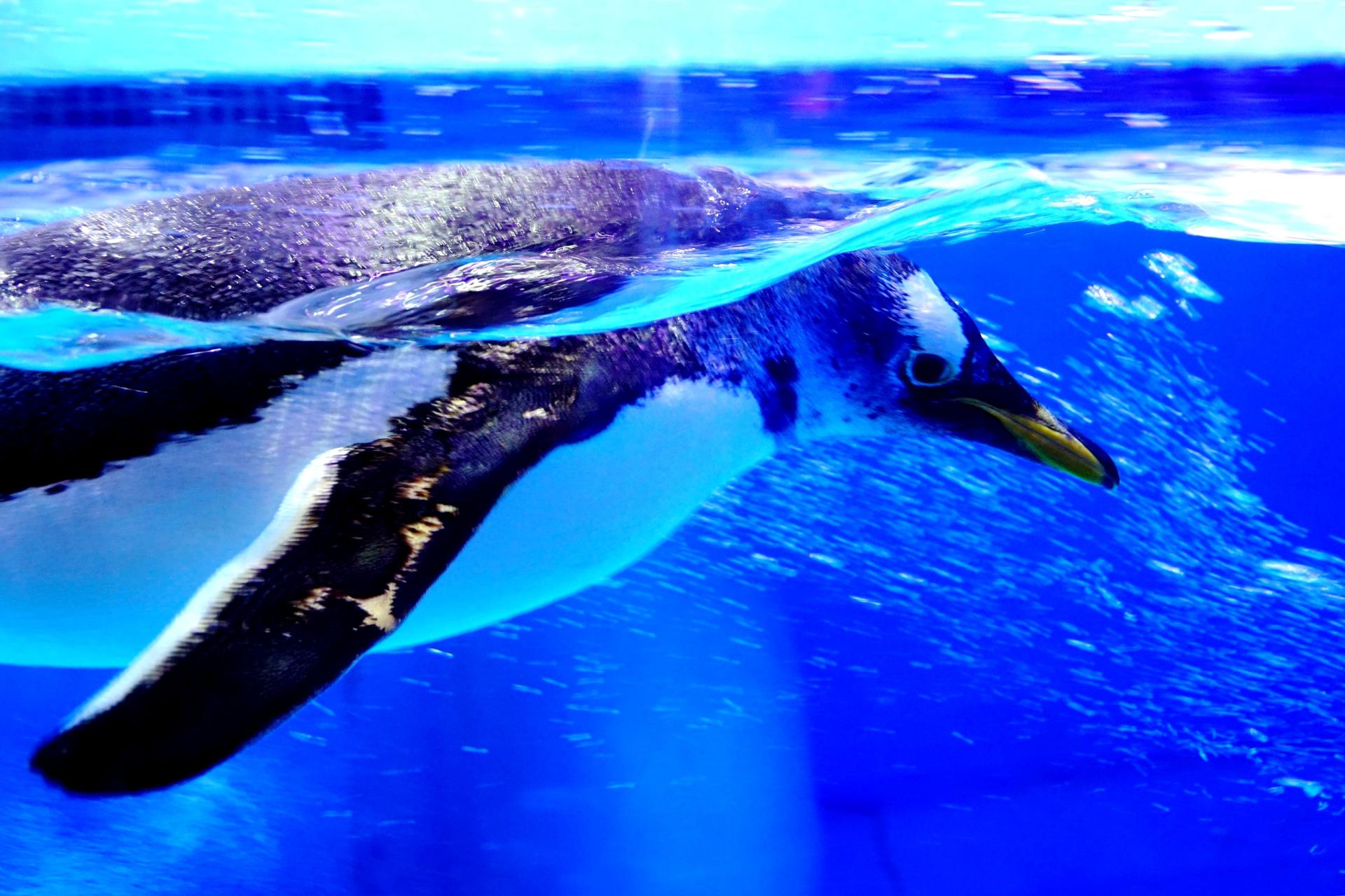 2018年11月广州正佳极地海洋世界门票买1送1活动介绍 打折优惠 第9张 2018年11月广州正佳极地海洋世界门票买1送1活动介绍 打折优惠 第9张