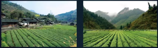 继金骏眉之后,中国红茶的下一个风口,你赶上了吗? 企业产品 第8张 继金骏眉之后,中国红茶的下一个风口,你赶上了吗? 企业产品 第8张