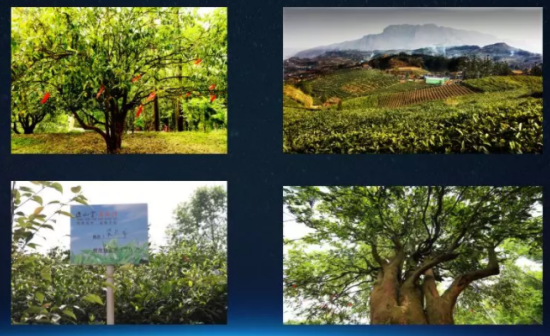 继金骏眉之后,中国红茶的下一个风口,你赶上了吗? 企业产品 第7张 继金骏眉之后,中国红茶的下一个风口,你赶上了吗? 企业产品 第7张