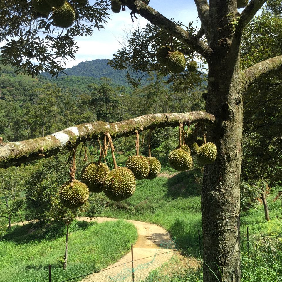 司芳糯米华南首店入驻深圳海岸城,迈出全国连锁新步伐 企业产品 第10张 司芳糯米华南首店入驻深圳海岸城,迈出全国连锁新步伐 企业产品 第10张