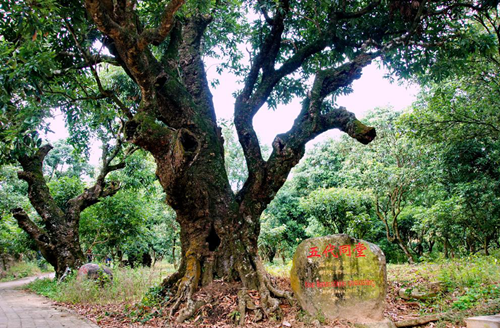 图片2.png “千年荔乡”广东高州深耕贡果文化谋求全产业繁荣 广东资讯 第2张 “千年荔乡”广东高州深耕贡果文化谋求全产业繁荣 广东资讯 第2张