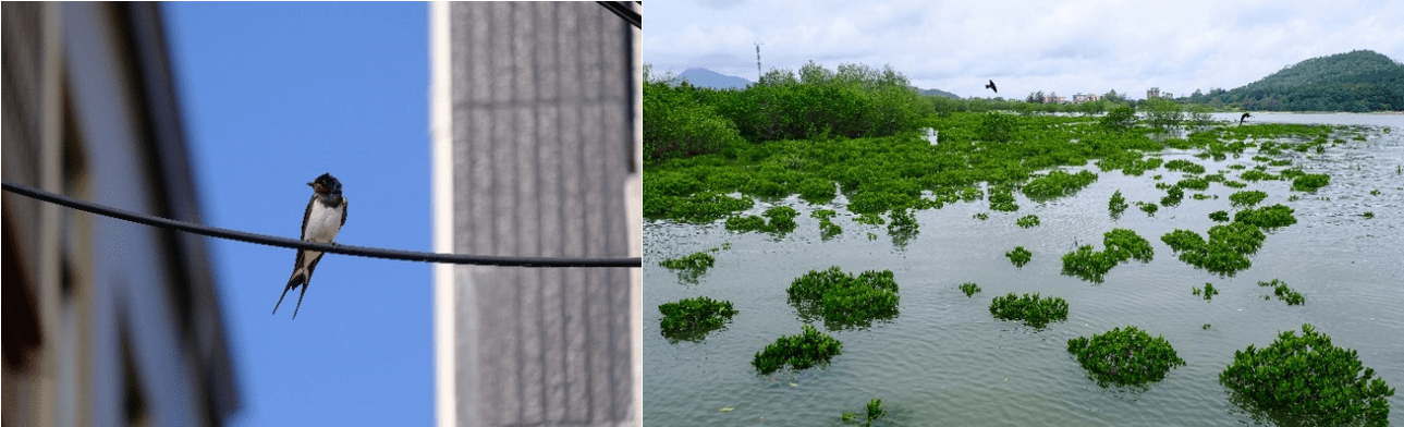 马爹利在中国启动红树林保护项目 新闻资讯 第2张 马爹利在中国启动红树林保护项目 新闻资讯 第2张