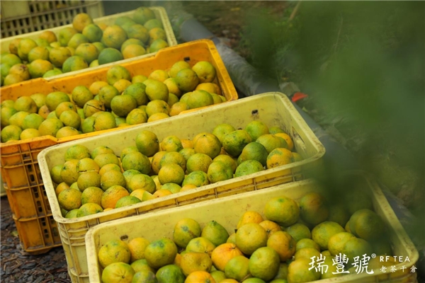 瑞丰&天马村陈皮开采节圆满举办 新闻资讯 第3张 瑞丰&天马村陈皮开采节圆满举办 新闻资讯 第3张