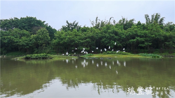 瑞丰&天马村陈皮开采节圆满举办 新闻资讯 第4张 瑞丰&天马村陈皮开采节圆满举办 新闻资讯 第4张