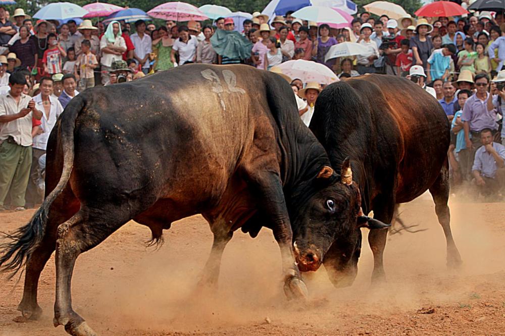 到高安 享受惬意生活 广州旅游 第4张 到高安 享受惬意生活 广州旅游 第4张