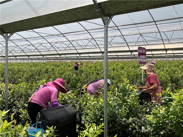 数字化赋能乡村振兴,佳沃蓝莓携手京东打造云南“新贵”