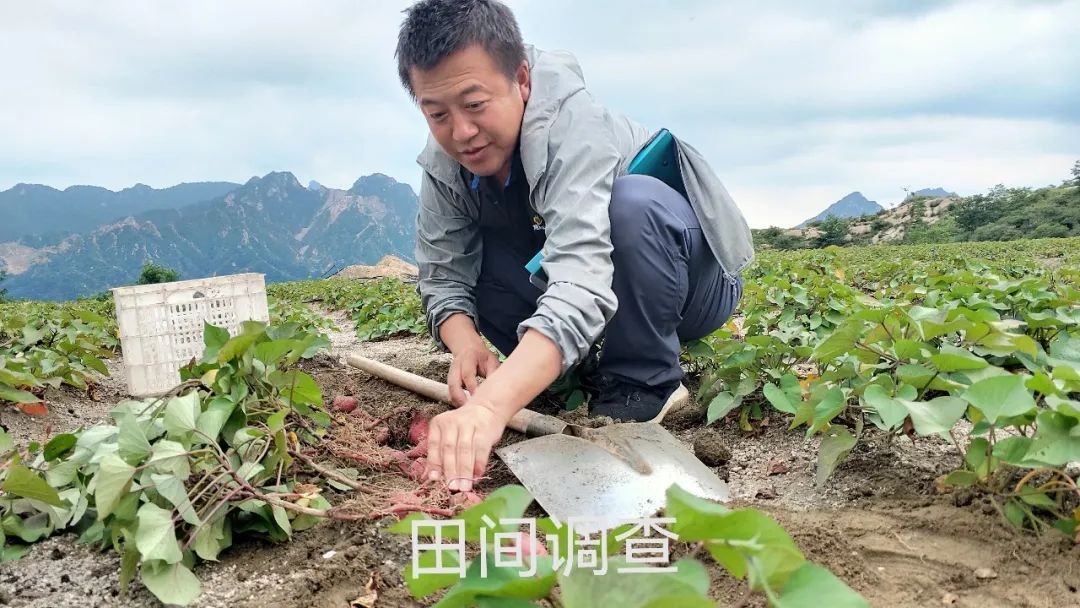 2022产季-慧谷农业种薯种苗事业部事迹回顾 新闻资讯 第2张 2022产季-慧谷农业种薯种苗事业部事迹回顾 新闻资讯 第2张