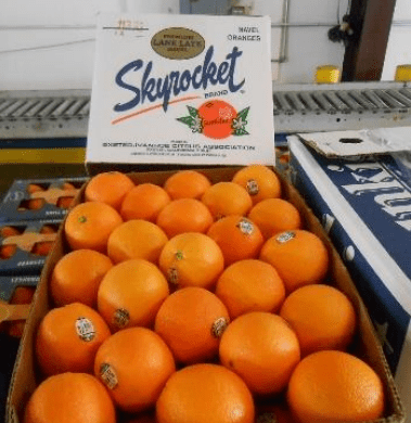 美国西部农业贸易代表团大湾区中国行活动圆满落幕 广东资讯 第12张 美国西部农业贸易代表团大湾区中国行活动圆满落幕 广东资讯 第12张