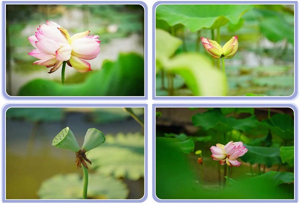 大麦+文旅=靓丽风景线 如皋张老板谈图雅诺大麦的用车感受 新闻资讯 第2张 大麦+文旅=靓丽风景线 如皋张老板谈图雅诺大麦的用车感受 新闻资讯 第2张