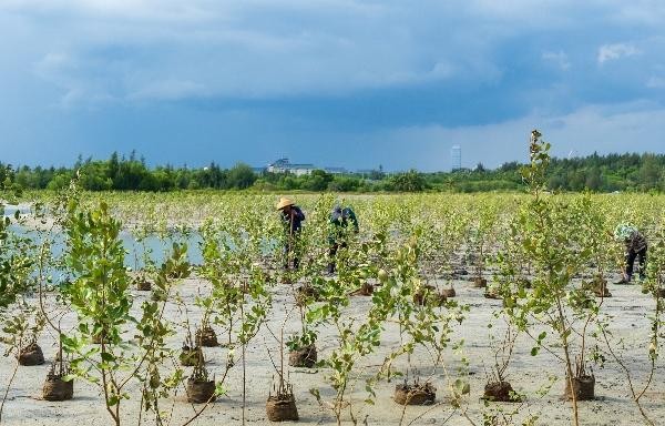 滨海生态再添新绿 各方聚力共护生物多样性 马爹利在琼粤两地同步启动红树林保护项目第三阶段工作 新闻资讯 第1张 滨海生态再添新绿 各方聚力共护生物多样性 马爹利在琼粤两地同步启动红树林保护项目第三阶段工作 新闻资讯 第1张