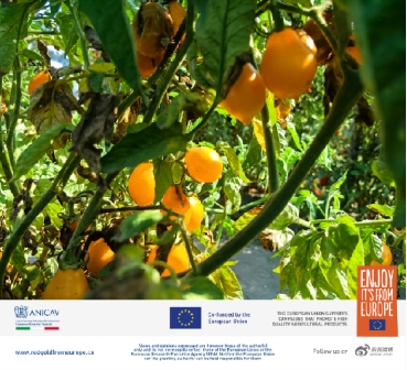 那不勒斯的浪漫、热情与美食 ——来自欧洲的红金溯源之旅 新闻资讯 第8张 那不勒斯的浪漫、热情与美食 ——来自欧洲的红金溯源之旅 新闻资讯 第8张