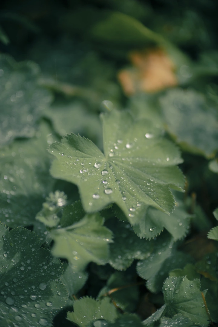 F1.2大光圈亲民之选 佳能发布RF45mm F1.2 STM镜头 数码家电 第6张