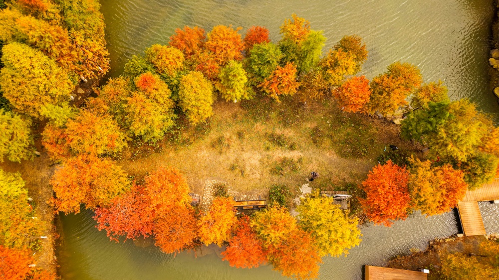 2.jpg 第十九届新丰枫叶季圆满启幕:粤北枫红处,文旅新章开 新闻资讯 第2张 第十九届新丰枫叶季圆满启幕:粤北枫红处,文旅新章开 新闻资讯 第2张