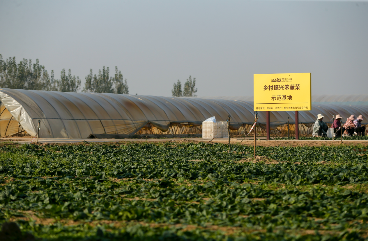 巴奴“笨菠菜”甜出圈:一场从田间到商圈的乡村振兴实践 新闻资讯 第3张 巴奴“笨菠菜”甜出圈:一场从田间到商圈的乡村振兴实践 新闻资讯 第3张