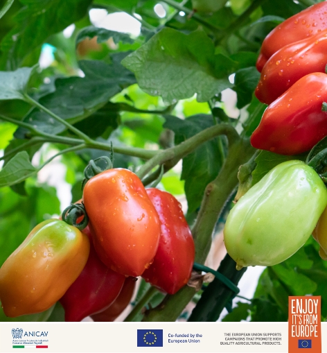 ​ 欧洲红金・臻藏番茄 年度推广盛典全纪实 新闻资讯 第1张